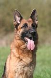 BERGER ALLEMAND 1323